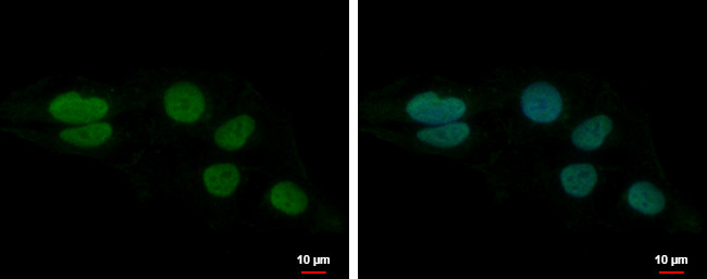 LUZP4 Antibody in Immunocytochemistry (ICC/IF)