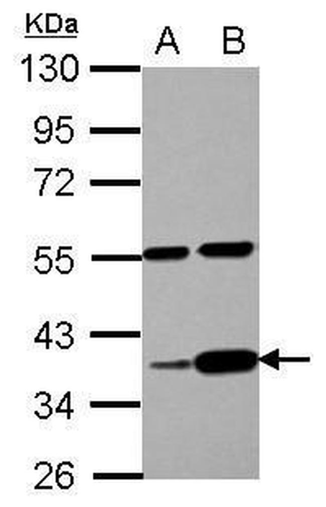 LUZP4 Antibody in Western Blot (WB)