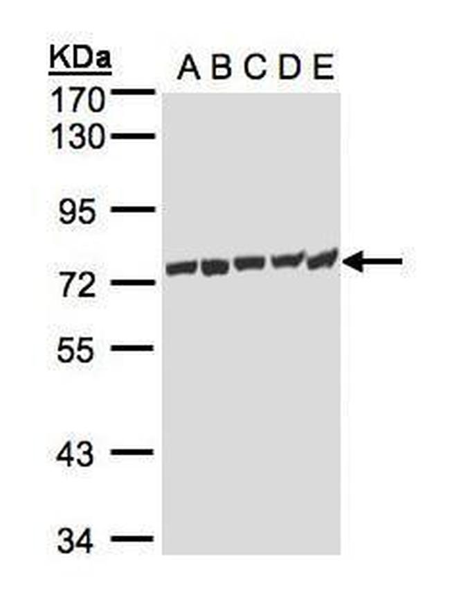 HSP701L Antibody in Western Blot (WB)