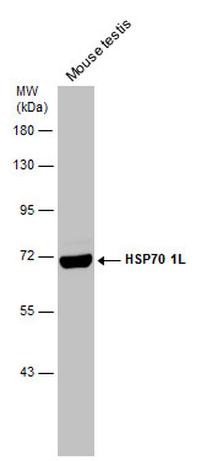 HSP701L Antibody in Western Blot (WB)