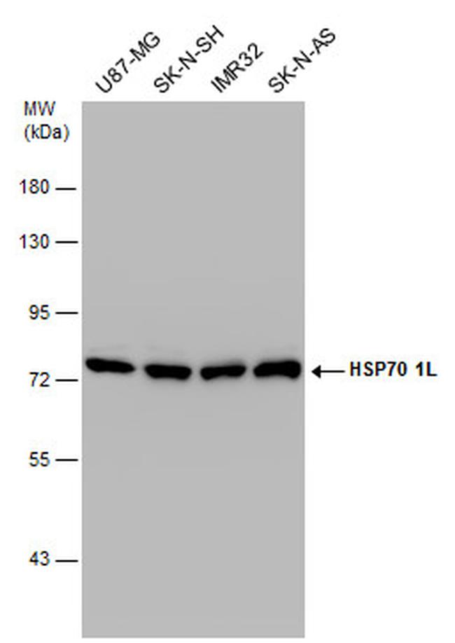 HSP701L Antibody in Western Blot (WB)