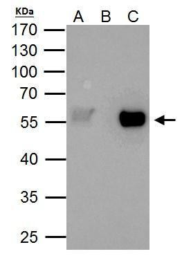 TAF7 Antibody in Immunoprecipitation (IP)