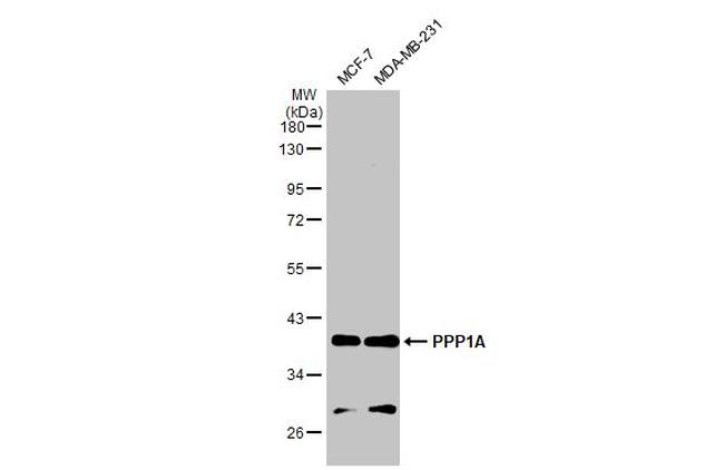 PP1 alpha Antibody in Western Blot (WB)