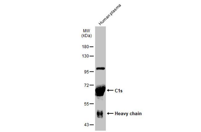 C1S Antibody in Western Blot (WB)