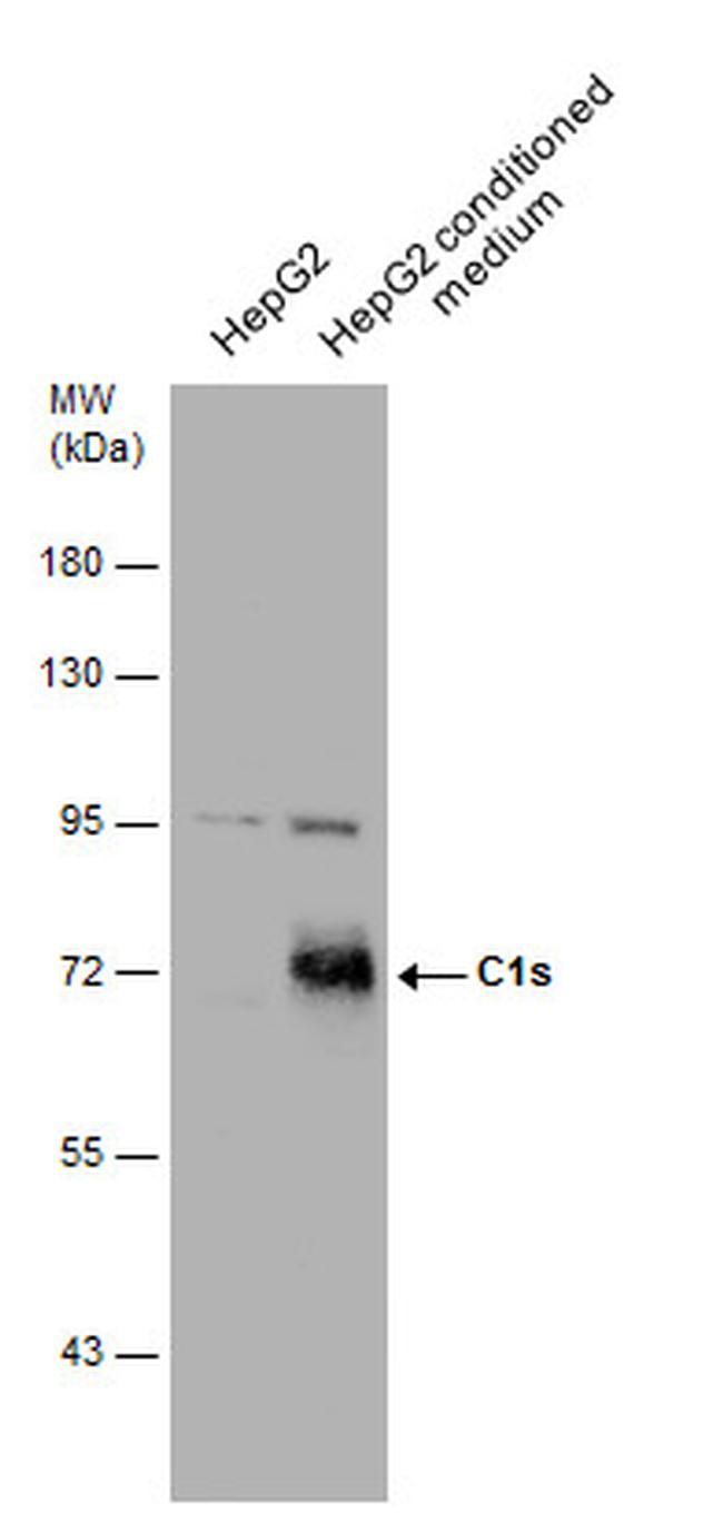 C1S Antibody in Western Blot (WB)