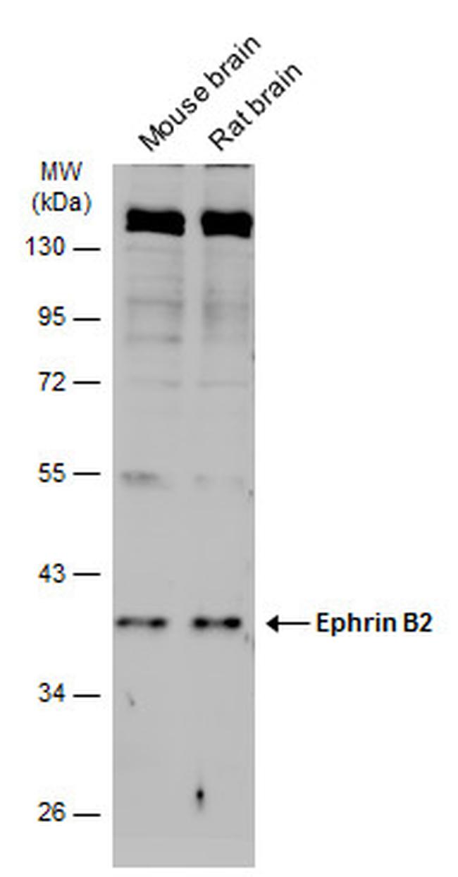 Ephrin B2 Antibody in Western Blot (WB)