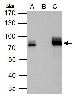 DRIL1 Antibody in Immunoprecipitation (IP)