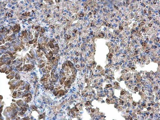 Monoamine Oxidase B Antibody in Immunohistochemistry (Paraffin) (IHC (P))