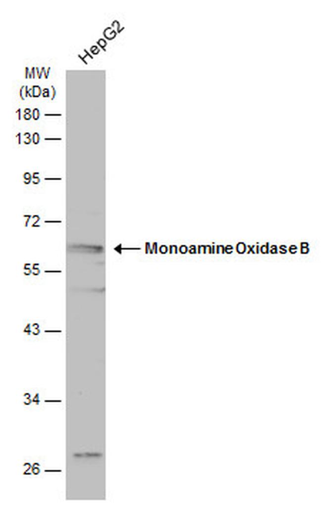 Monoamine Oxidase B Antibody in Western Blot (WB)