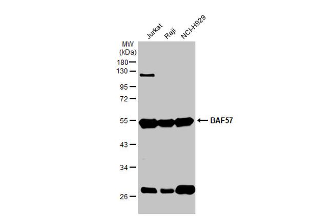 BAF57 Antibody in Western Blot (WB)