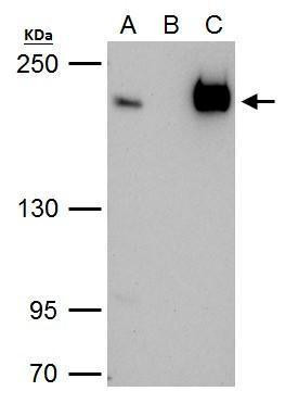 TAF172 Antibody in Immunoprecipitation (IP)