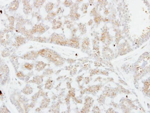 FSTL1 Antibody in Immunohistochemistry (Paraffin) (IHC (P))