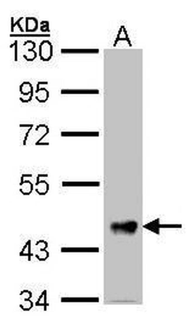 FSTL1 Antibody in Western Blot (WB)