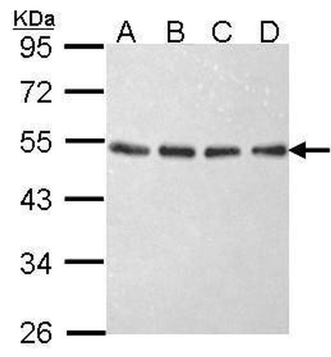 eIF2 beta Antibody in Western Blot (WB)