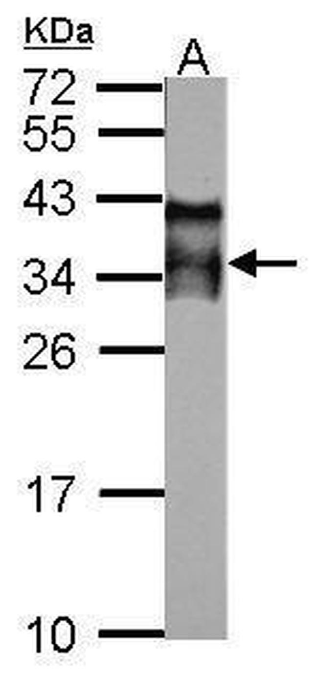 Acrosomal Vesicle Protein Antibody in Western Blot (WB)