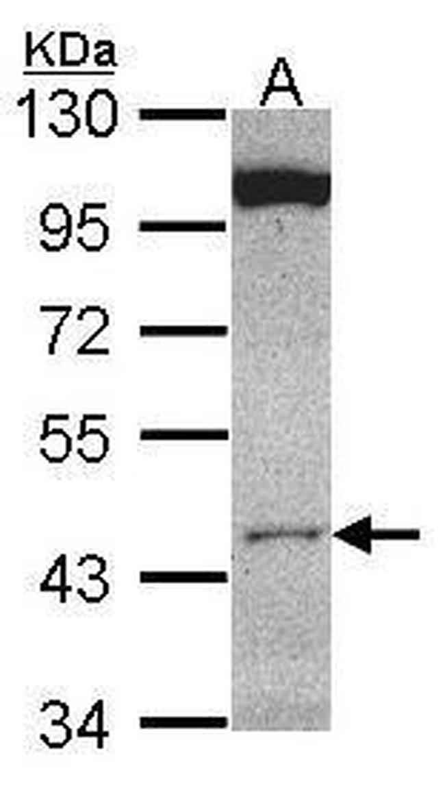 CLUAP1 Antibody in Western Blot (WB)
