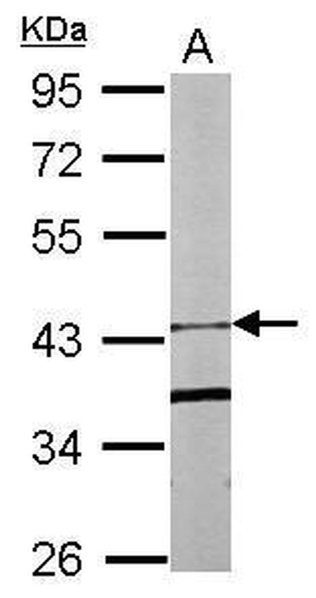 FBXO15 Antibody in Western Blot (WB)