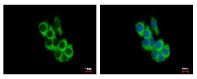 FRK Antibody in Immunocytochemistry (ICC/IF)