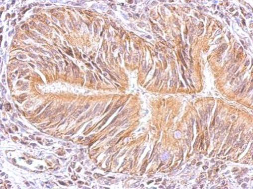 MAPK15 Antibody in Immunohistochemistry (Paraffin) (IHC (P))