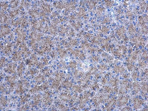 Adenylate Kinase 2 Antibody in Immunohistochemistry (Paraffin) (IHC (P))