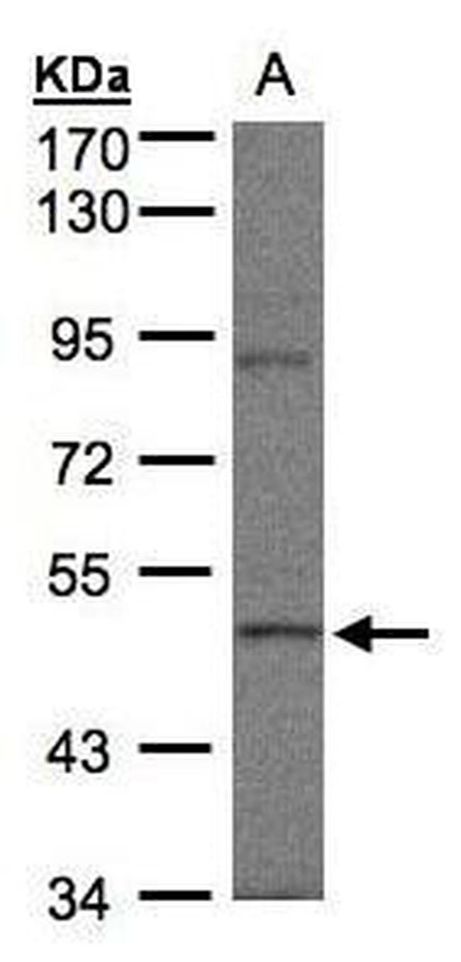 BRK Antibody in Western Blot (WB)