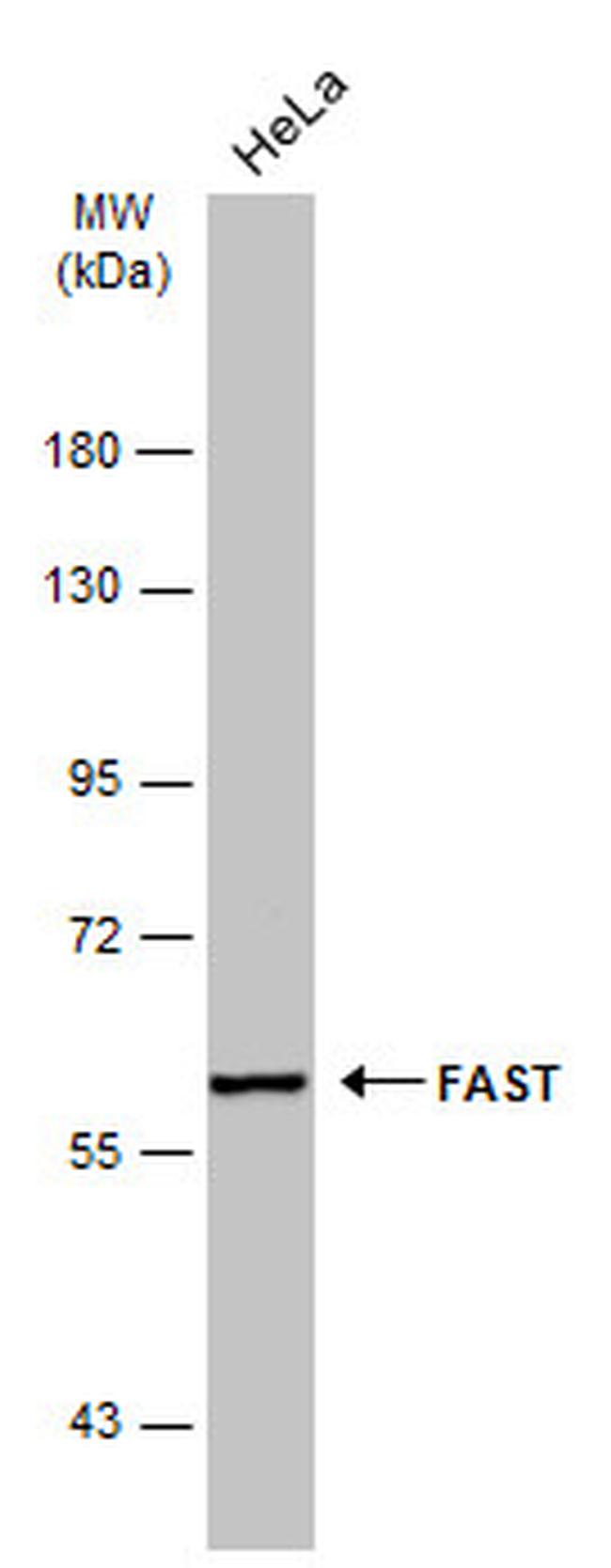 FASTK Antibody in Western Blot (WB)