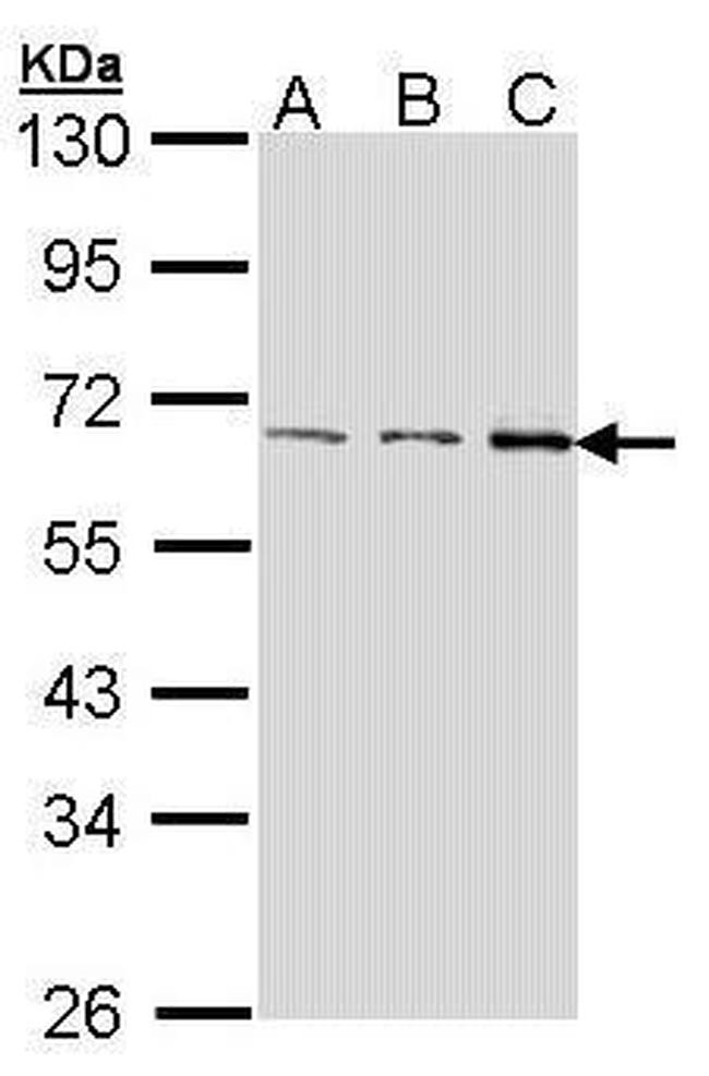 FASTK Antibody in Western Blot (WB)