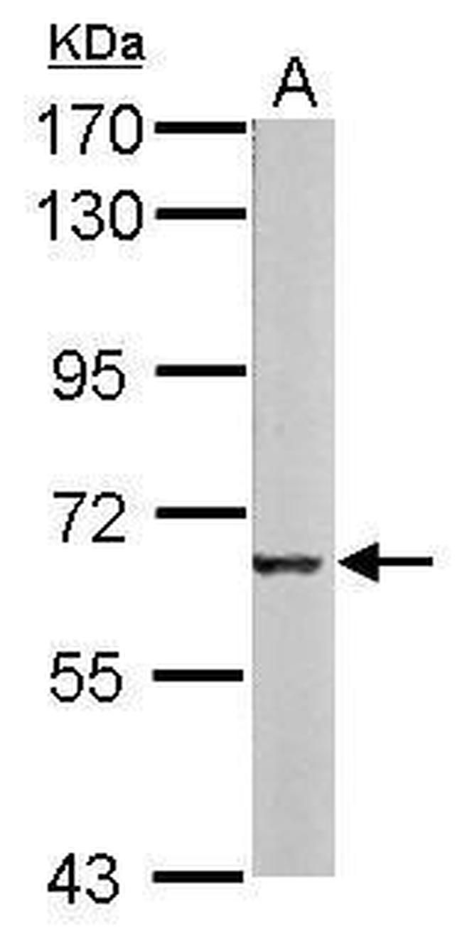 Melanophilin Antibody in Western Blot (WB)