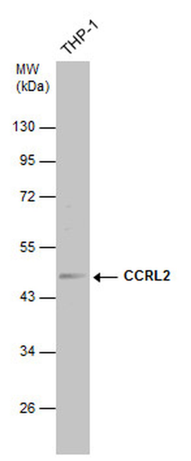 CCRL2 Antibody in Western Blot (WB)