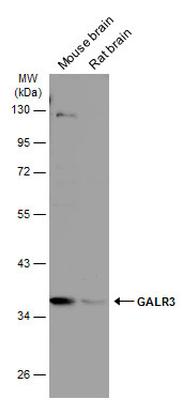 GALR3 Antibody in Western Blot (WB)