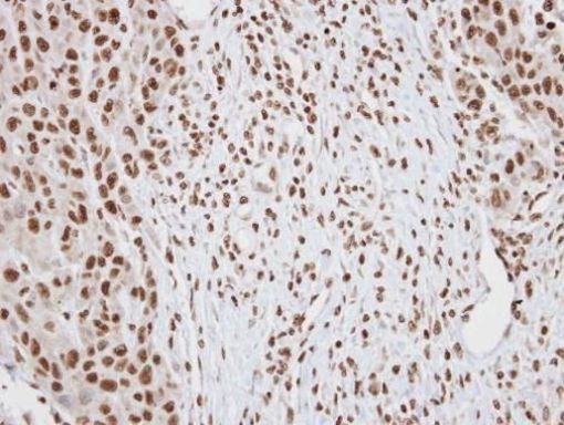 DUSP2 Antibody in Immunohistochemistry (Paraffin) (IHC (P))