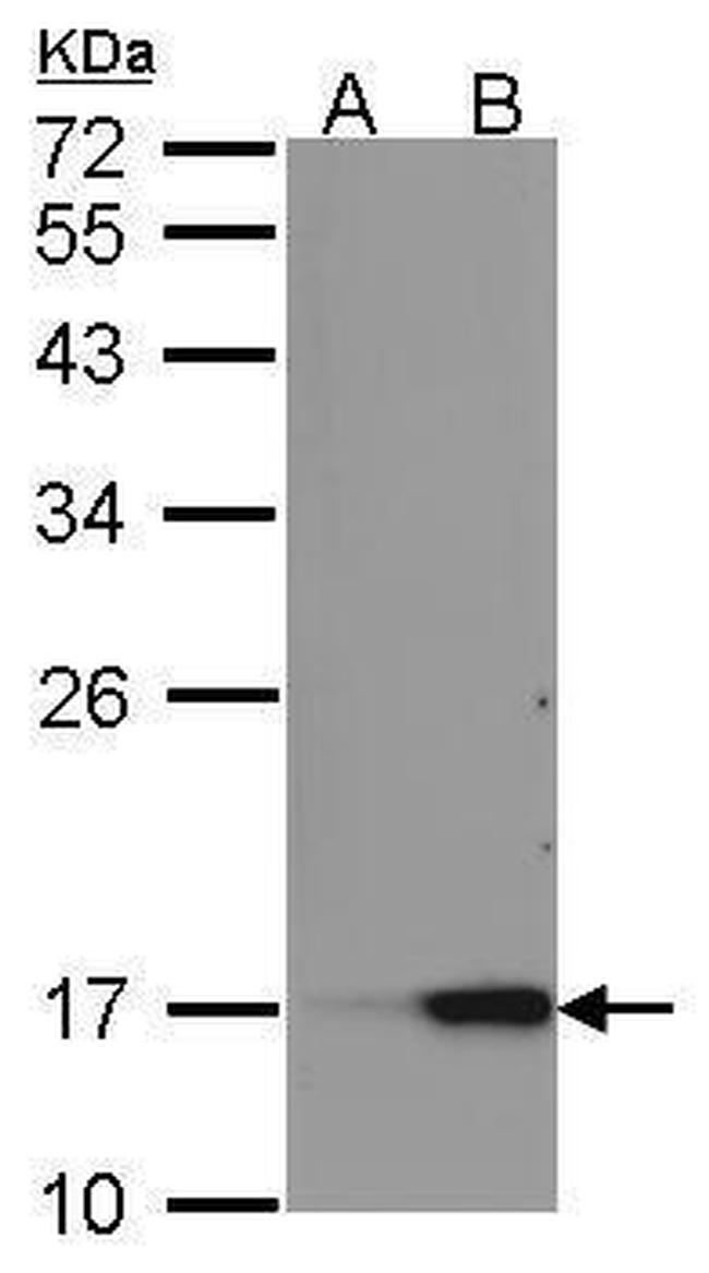 REG3A Antibody in Western Blot (WB)