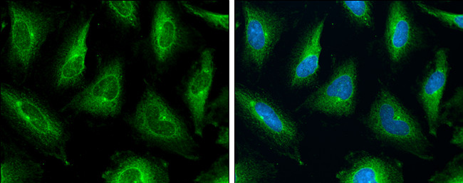 P-Glycoprotein Antibody in Immunocytochemistry (ICC/IF)