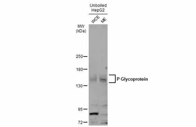 P-Glycoprotein Antibody in Western Blot (WB)