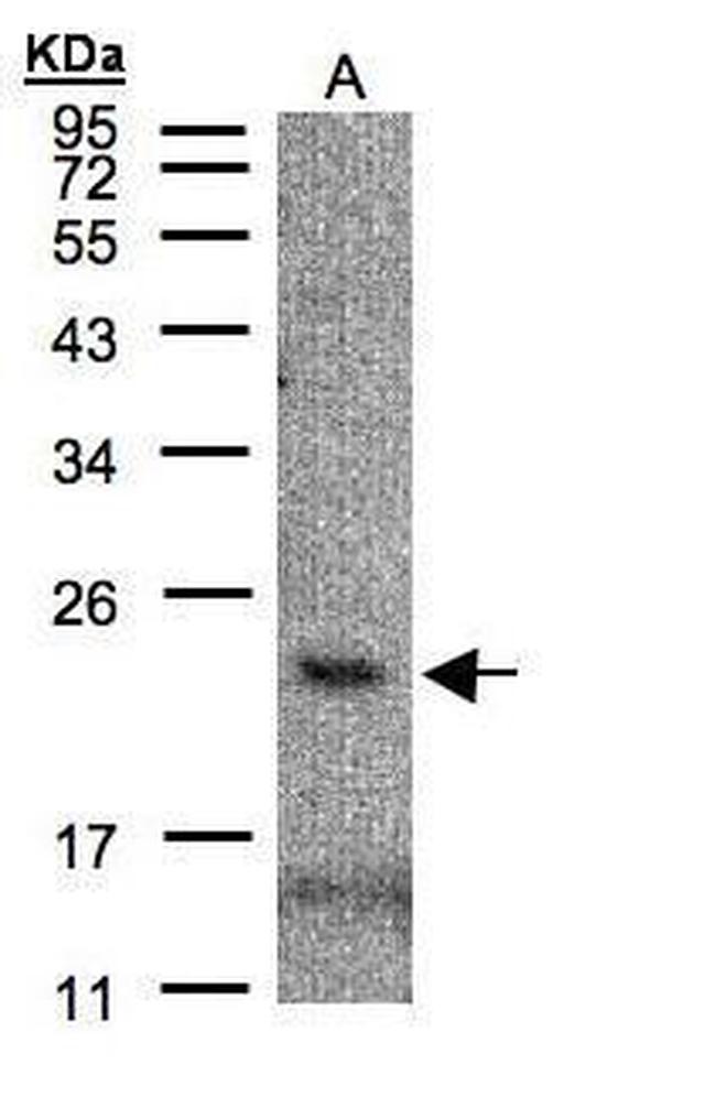 CMTM3 Antibody in Western Blot (WB)