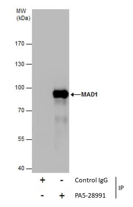MAD1 Antibody in Immunoprecipitation (IP)