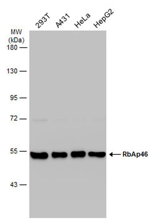 RbAp46 Antibody in Western Blot (WB)