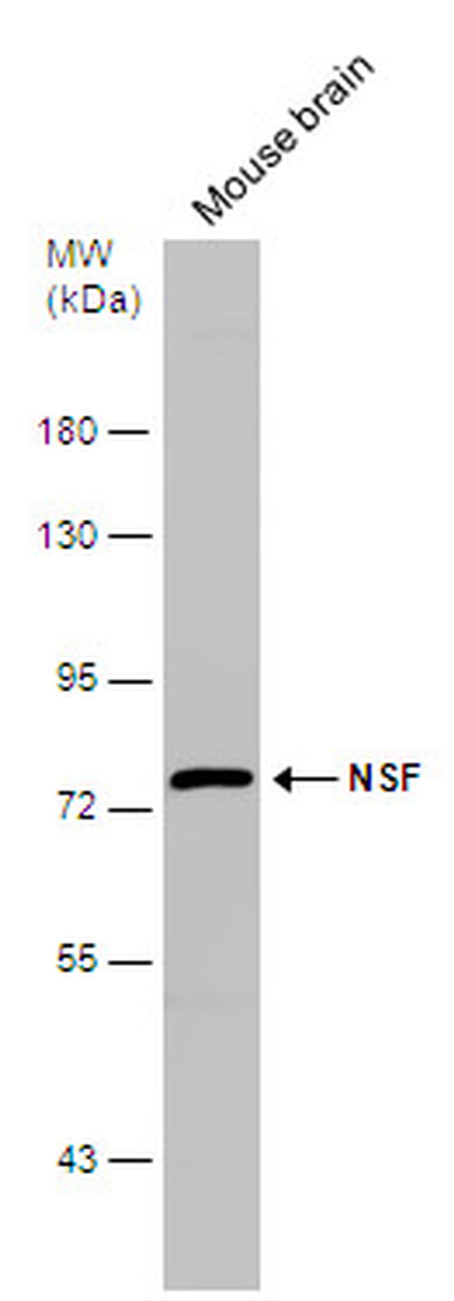 NSF Antibody in Western Blot (WB)