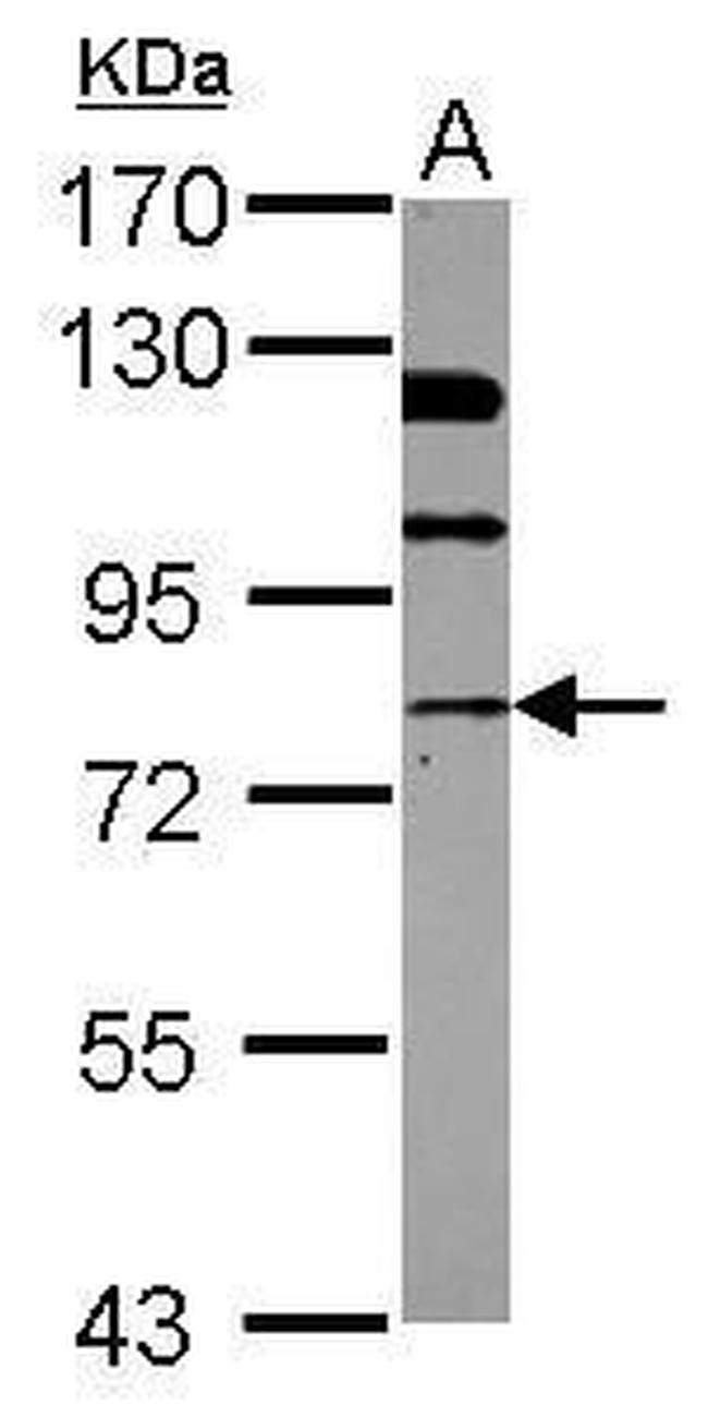 NSF Antibody in Western Blot (WB)