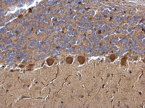 NPR1 Antibody in Immunohistochemistry (Paraffin) (IHC (P))