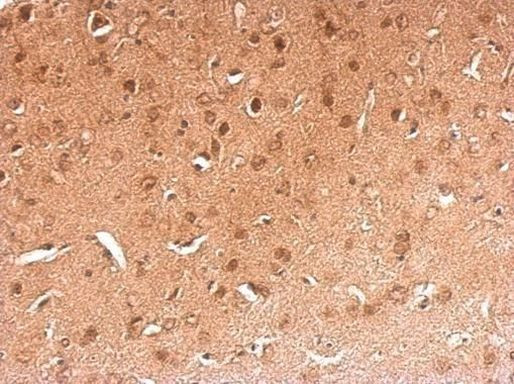 RBFOX1 Antibody in Immunohistochemistry (Paraffin) (IHC (P))