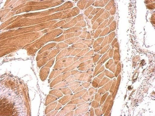 RBFOX1 Antibody in Immunohistochemistry (Paraffin) (IHC (P))