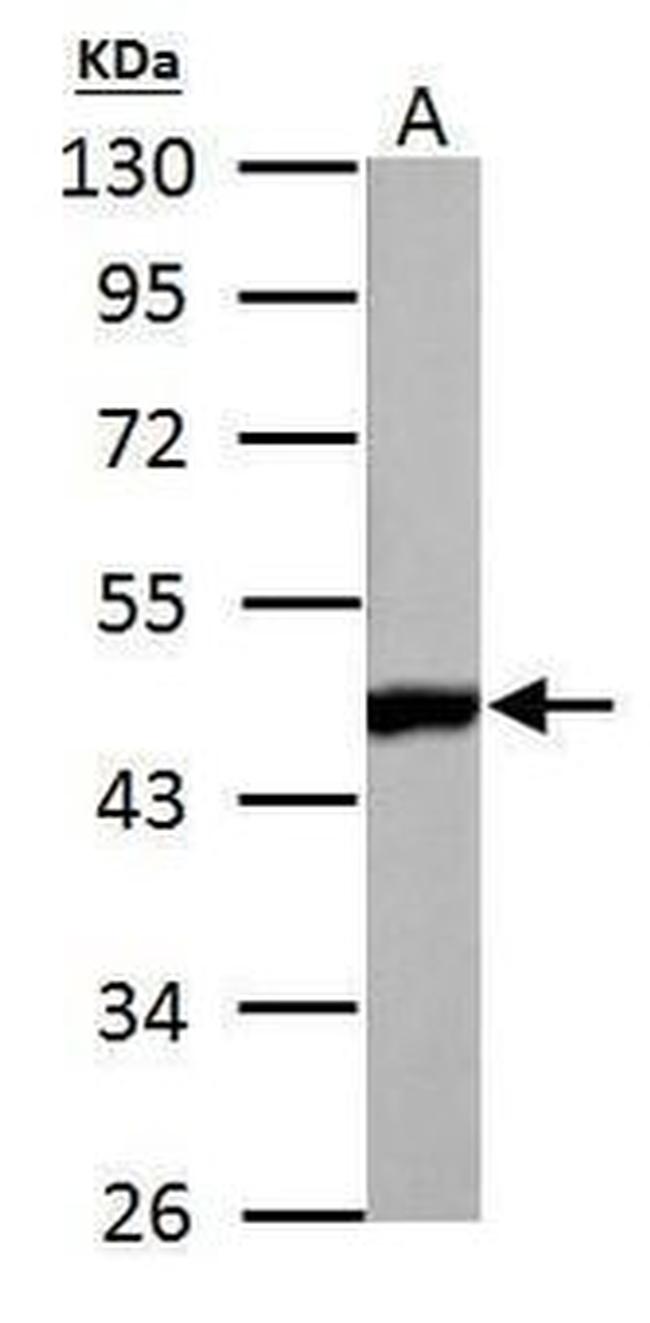 RBFOX1 Antibody in Western Blot (WB)