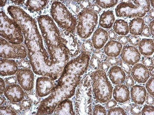 cIAP1 Antibody in Immunohistochemistry (Paraffin) (IHC (P))