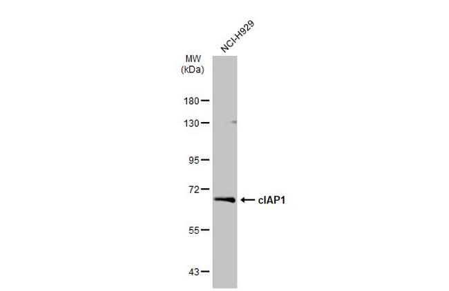 cIAP1 Antibody in Western Blot (WB)