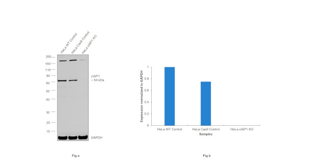 cIAP1 Antibody in Western Blot (WB)