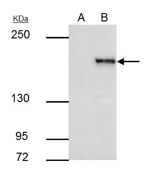 SETDB1 Antibody in Immunoprecipitation (IP)