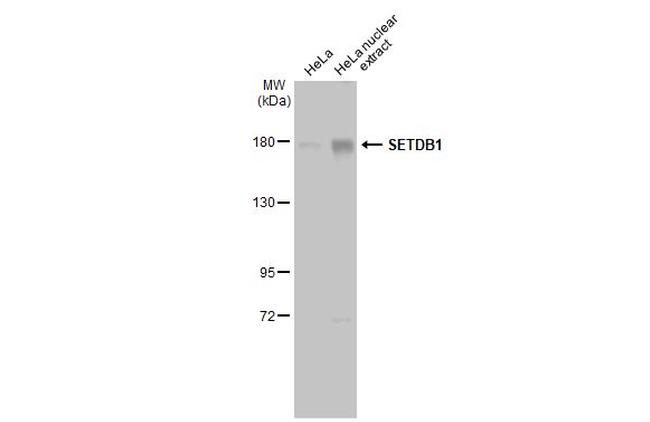 SETDB1 Antibody in Western Blot (WB)