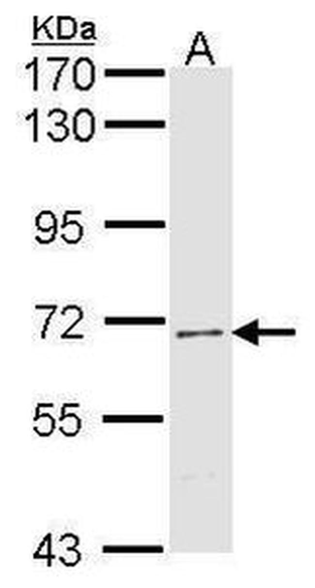 FBXW7 Antibody in Western Blot (WB)