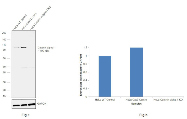 alpha Catenin Antibody